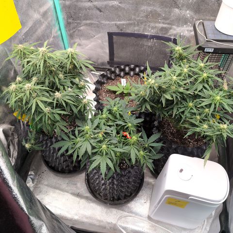 Anita-NH ATF (73), 13-27%, Sativa 149g wet/25g dry growlog photo: I'm getting a bit rushed being down here. Nobody needed changed. 🤷🏻