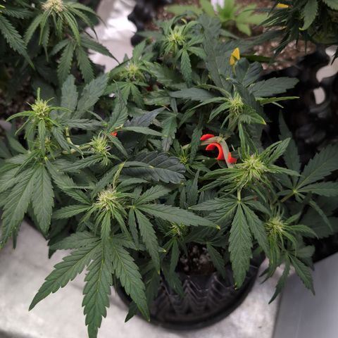 Chrissy -Bruce Banner (78d) 27-33% 60/40S, 215gw/41g dry growlog timeline photo