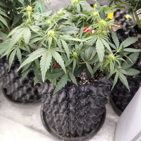 Chrissy -Bruce Banner (78d) 27-33% 60/40S, 215gw/41g dry growlog timeline photo