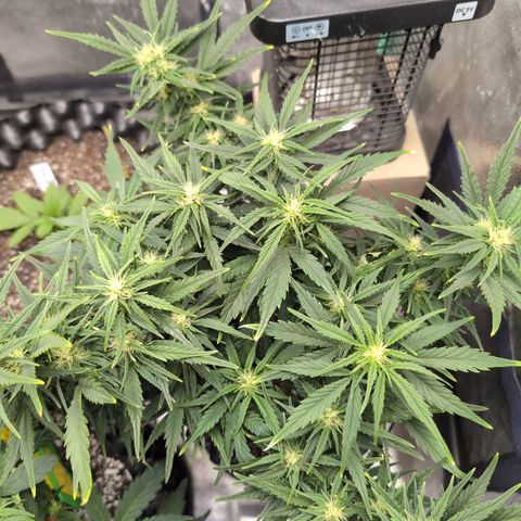 Quinn- Quarter Pounder w/Cheese (84d) 22-28%Sativa 163g wet/36g dry growlog timeline photo