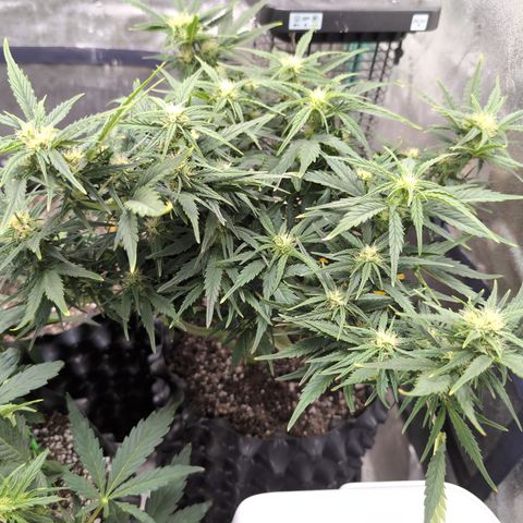 Quinn- Quarter Pounder w/Cheese (84d) 22-28%Sativa 163g wet/36g dry growlog timeline photo