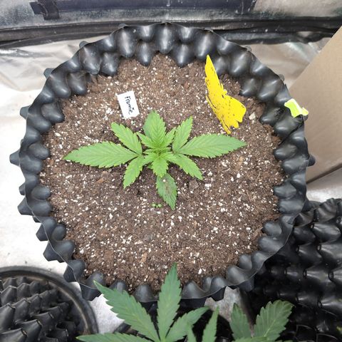 Frannie- BB Fat Bastard (90), Hybrid, 30-38%, 312 wet/57 dry growlog timeline photo