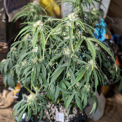 Zelda- Purple Panama Red 17-21%S, (94 days),  287w/60d growlog timeline photo