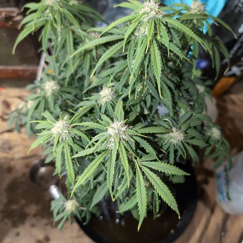 Zelda- Purple Panama Red 17-21%S, (94 days),  287w/60d growlog timeline photo