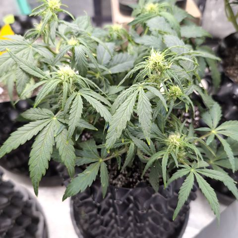 Chrissy -Bruce Banner (78d) 27-33% 60/40S, 215gw/41g dry growlog timeline photo