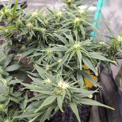 Quinn- Quarter Pounder w/Cheese (84d) 22-28%Sativa 163g wet/36g dry growlog photo: She can't be more beautiful! ❤️