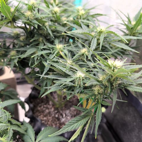 Quinn- Quarter Pounder w/Cheese (84d) 22-28%Sativa 163g wet/36g dry growlog photo: She can't be more beautiful! ❤️