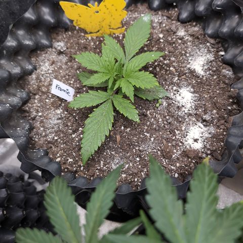 Frannie- BB Fat Bastard (90), Hybrid, 30-38%, 312 wet/57 dry growlog photo: I can't believe how big she is!
I'm going to wait to top.
