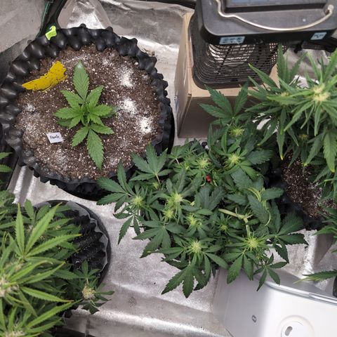 Anita-NH ATF (73), 13-27%, Sativa 149g wet/25g dry growlog timeline photo