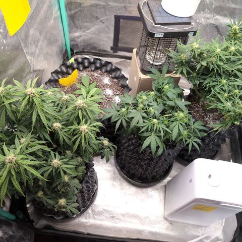 Anita-NH ATF (73), 13-27%, Sativa 149g wet/25g dry growlog timeline photo