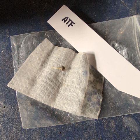Anita-NH ATF (73), 13-27%, Sativa 149g wet/25g dry growlog timeline photo
