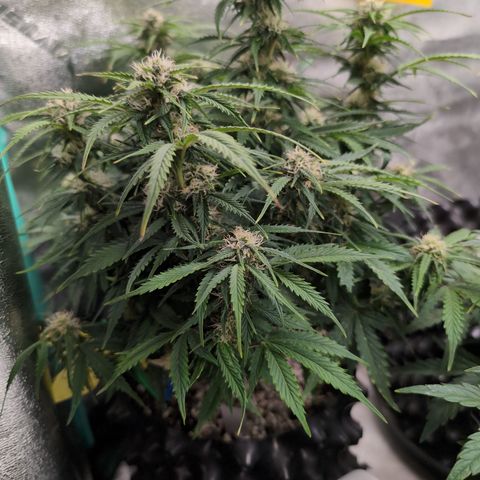 Zelda- Purple Panama Red 17-21%S, (94 days),  287w/60d growlog photo: She is happy!!
