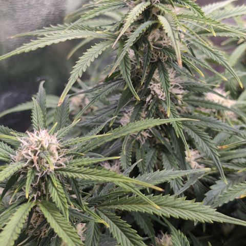 Zelda- Purple Panama Red 17-21%S, (94 days),  287w/60d growlog timeline photo