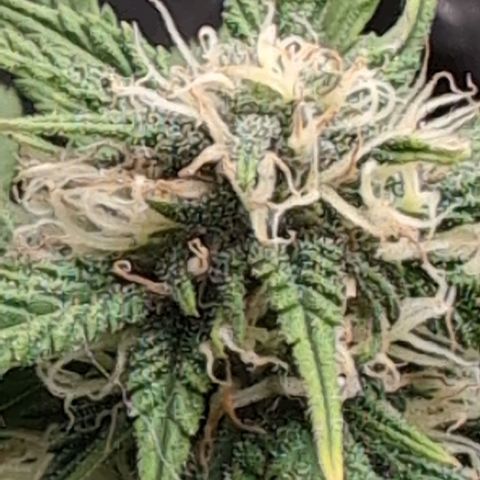 Zelda- Purple Panama Red 17-21%S, (94 days),  287w/60d growlog timeline photo