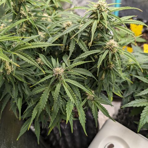 Zelda- Purple Panama Red 17-21%S, (94 days),  287w/60d growlog timeline photo