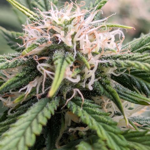 Zelda- Purple Panama Red 17-21%S, (94 days),  287w/60d growlog timeline photo