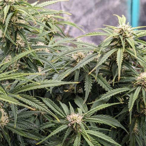 Zelda- Purple Panama Red 17-21%S, (94 days),  287w/60d growlog timeline photo
