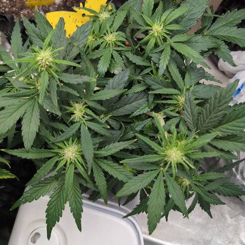 Chrissy -Bruce Banner (78d) 27-33% 60/40S, 215gw/41g dry growlog photo: I'd say, she likes the nutes.