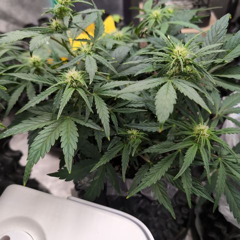 Chrissy -Bruce Banner (78d) 27-33% 60/40S, 215gw/41g dry growlog photo: I'd say, she likes the nutes.
