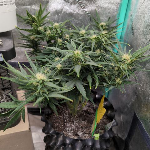 Quinn- Quarter Pounder w/Cheese (84d) 22-28%Sativa 163g wet/36g dry growlog photo: I can't wait to hit her with the bud booster!
