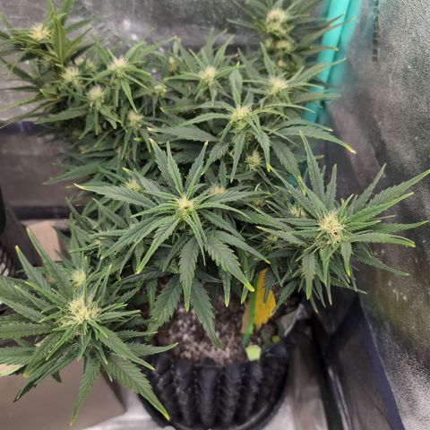 Quinn- Quarter Pounder w/Cheese (84d) 22-28%Sativa 163g wet/36g dry growlog timeline photo