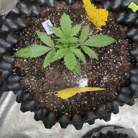 Frannie- BB Fat Bastard (90), Hybrid, 30-38%, 312 wet/57 dry growlog photo: She is cookin' now!!