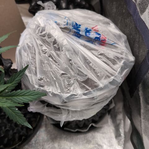 Anita-NH ATF (73), 13-27%, Sativa 149g wet/25g dry growlog timeline photo