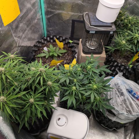 Anita-NH ATF (73), 13-27%, Sativa 149g wet/25g dry growlog photo: I don't know if I want more right now.