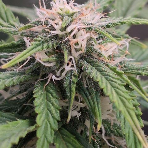 Zelda- Purple Panama Red 17-21%S, (94 days),  287w/60d growlog timeline photo