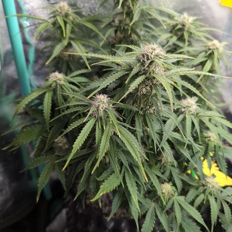 Zelda- Purple Panama Red 17-21%S, (94 days),  287w/60d growlog timeline photo