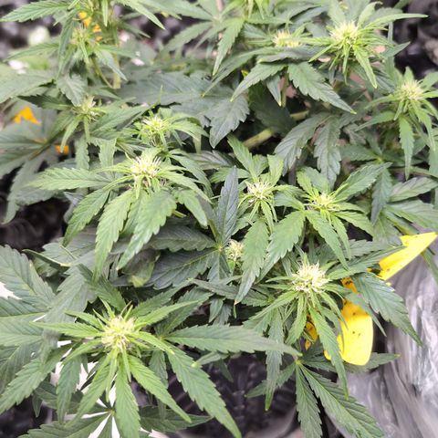 Chrissy -Bruce Banner (78d) 27-33% 60/40S, 215gw/41g dry growlog photo: She's a stunner!