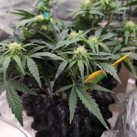 Chrissy -Bruce Banner (78d) 27-33% 60/40S, 215gw/41g dry growlog timeline photo