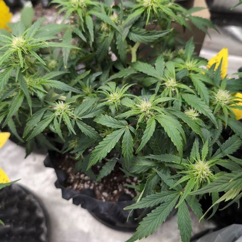 Chrissy -Bruce Banner (78d) 27-33% 60/40S, 215gw/41g dry growlog photo: Post leaf-cut. 