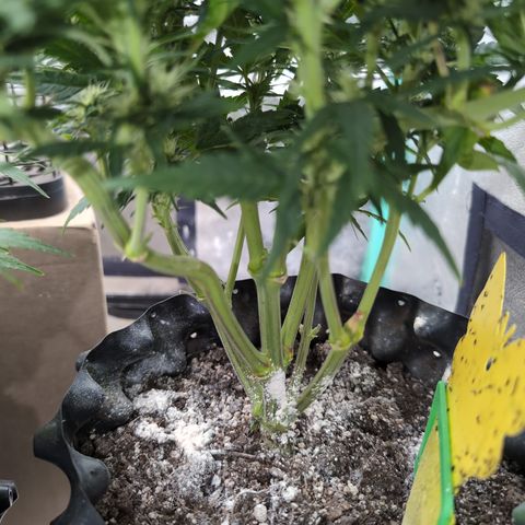 Quinn- Quarter Pounder w/Cheese (84d) 22-28%Sativa 163g wet/36g dry growlog timeline photo