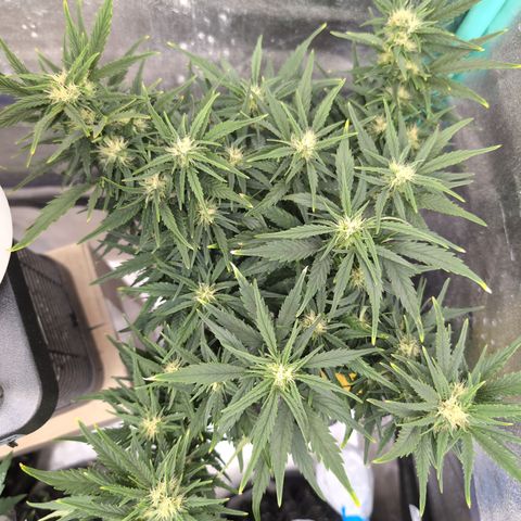 Quinn- Quarter Pounder w/Cheese (84d) 22-28%Sativa 163g wet/36g dry growlog timeline photo
