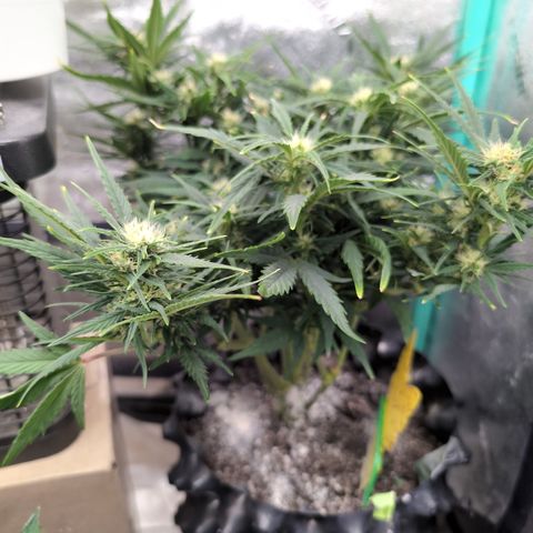 Quinn- Quarter Pounder w/Cheese (84d) 22-28%Sativa 163g wet/36g dry growlog timeline photo