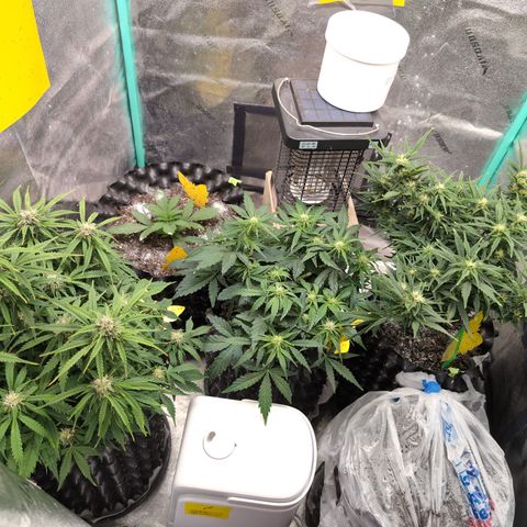 Anita-NH ATF (73), 13-27%, Sativa 149g wet/25g dry growlog timeline photo