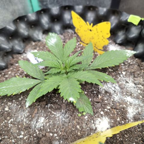 Frannie- BB Fat Bastard (90), Hybrid, 30-38%, 312 wet/57 dry growlog timeline photo