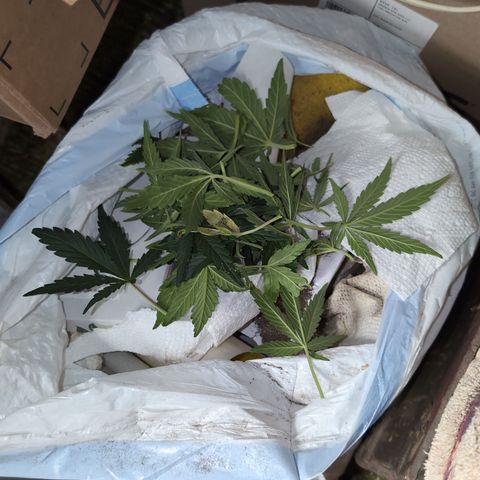 Chrissy -Bruce Banner (78d) 27-33% 60/40S, 215gw/41g dry growlog photo: Post leaf-cut. 