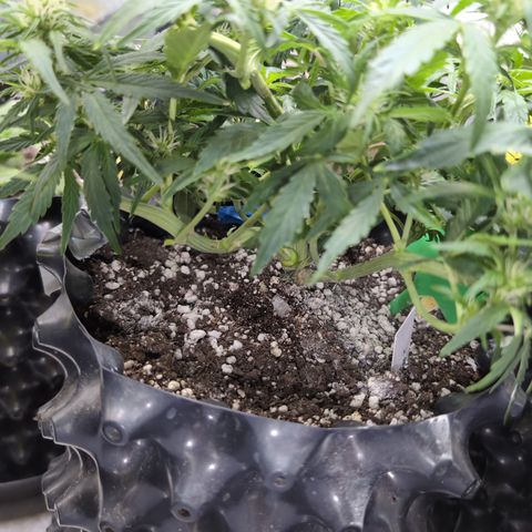 Chrissy -Bruce Banner (78d) 27-33% 60/40S, 215gw/41g dry growlog timeline photo