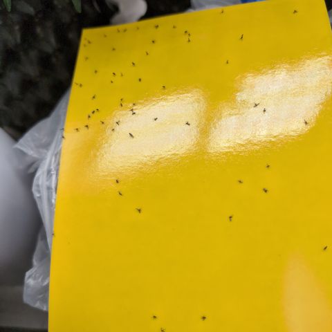 Anita-NH ATF (73), 13-27%, Sativa 149g wet/25g dry growlog photo: Wow! I put this here as a ... It can't hurt measure. Holy cow! So many gnats!