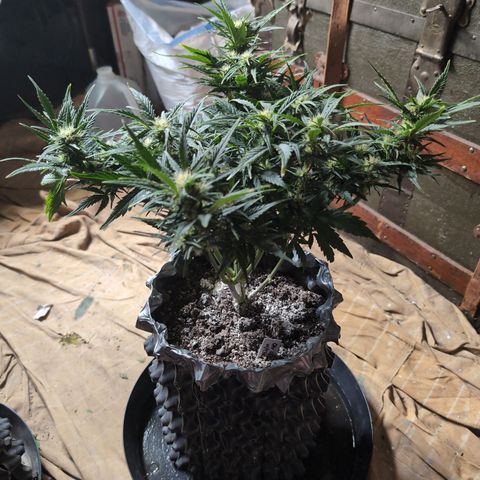 Quinn- Quarter Pounder w/Cheese (84d) 22-28%Sativa 163g wet/36g dry growlog photo: Such a beauty!