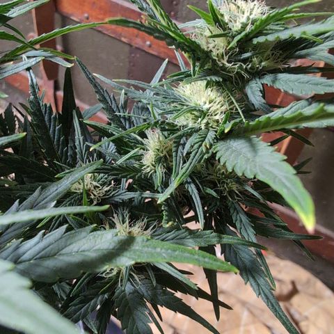 Quinn- Quarter Pounder w/Cheese (84d) 22-28%Sativa 163g wet/36g dry growlog timeline photo