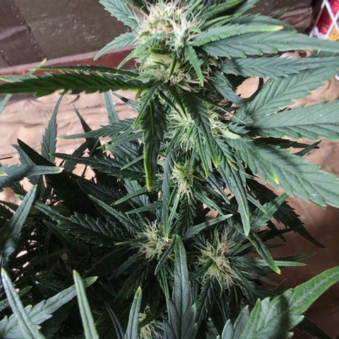 Quinn- Quarter Pounder w/Cheese (84d) 22-28%Sativa 163g wet/36g dry growlog timeline photo