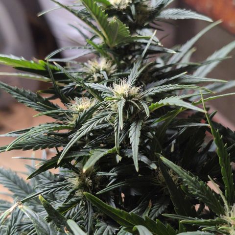 Quinn- Quarter Pounder w/Cheese (84d) 22-28%Sativa 163g wet/36g dry growlog timeline photo