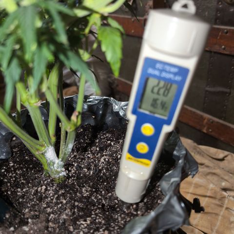 Quinn- Quarter Pounder w/Cheese (84d) 22-28%Sativa 163g wet/36g dry growlog photo: I documented how things changed.