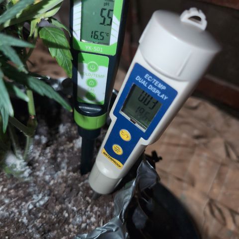 Quinn- Quarter Pounder w/Cheese (84d) 22-28%Sativa 163g wet/36g dry growlog photo: I documented how things changed.