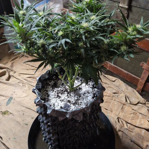 Quinn- Quarter Pounder w/Cheese (84d) 22-28%Sativa 163g wet/36g dry growlog photo: All done!
*maybe a little cinnamon