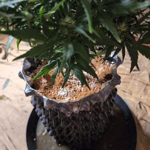 Quinn- Quarter Pounder w/Cheese (84d) 22-28%Sativa 163g wet/36g dry growlog photo: 🤭😏