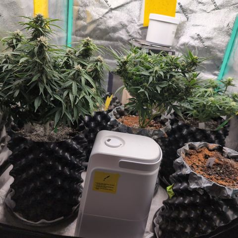 Zelda- Purple Panama Red 17-21%S, (94 days),  287w/60d growlog timeline photo